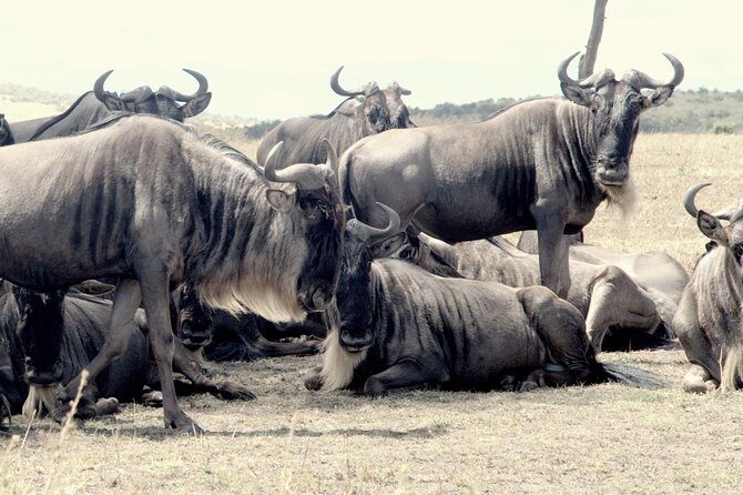 4 Days Masai Mara Camping Safari - Price and what you still pay for: value check