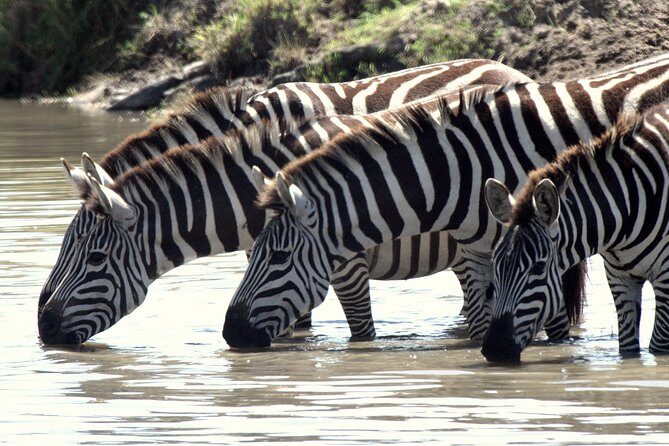 4 Days Masai Mara Camping Safari - Should you book this Masai Mara camping safari?