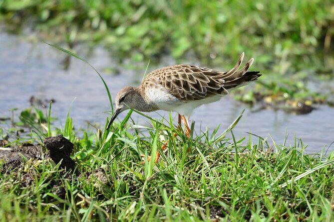4 Days Masai Mara/Lake Nakuru Budget Safari - Day 2: A full day in Masai Mara for Big Cats and migration country