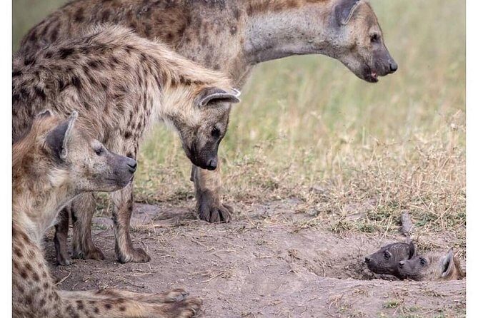4 Days Masai Mara/Lake Nakuru Budget Safari - Price and what $590 per person covers (and what it doesn’t)