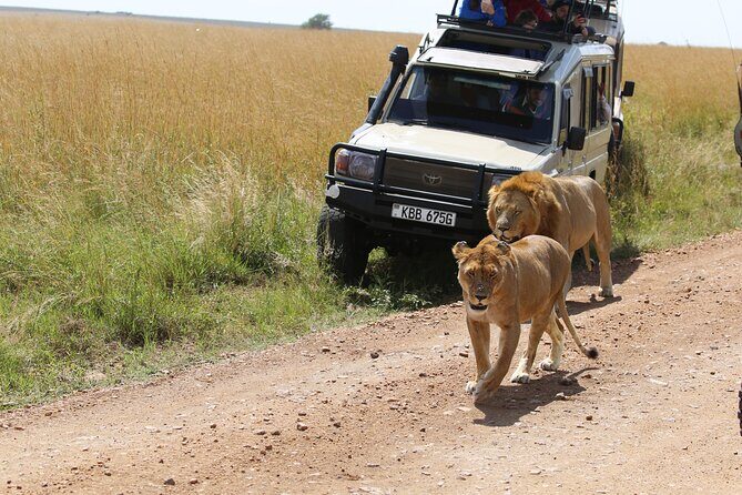 4 Days Masai Mara Lake Nakuru Jeep Safari - Day 4: Nairobi morning wildlife time plus an Arboretum finish