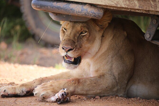 4 Days Masai Mara Lake Nakuru Jeep Safari - Why the max-8 group size can make a real difference