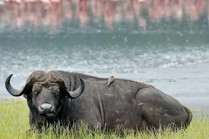 4 Days Masai Mara & Lake Nakuru Lodge Safari - Key highlights worth planning around