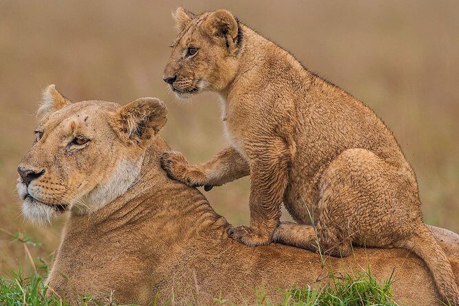 4 Days Masai Mara & Lake Nakuru Lodge Safari - Day 1: Nairobi to Maasai Mara with Rift Valley viewpoints and a drive-dinner