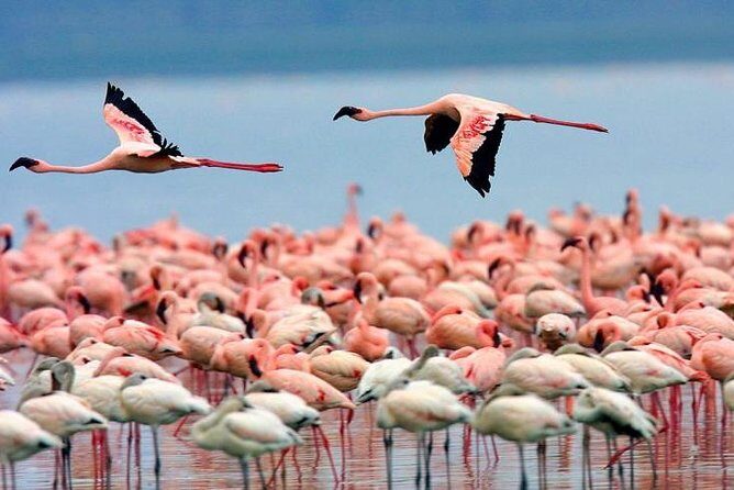 4 Days Masai Mara & Lake Nakuru Lodge Safari - Day 4 at Lake Nakuru: flamingoes, nearby small game, then back to Nairobi