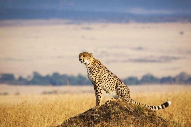 4 Days Masai Mara & Lake Nakuru Lodge Safari - Day 2 in Maasai Mara: cat-focused game driving with a picnic lunch