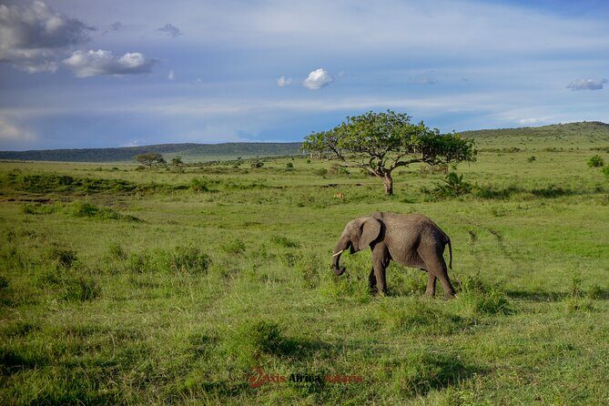 4 Days Safari Adventure Masai Mara and Nakuru Park Group - Day 3: Optional Masai Village, then transfer to Nakuru for hotel time