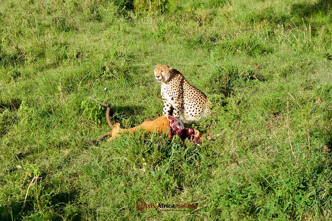 4 Days Safari Adventure Masai Mara and Nakuru Park Group - Price and value: what $806 gets you in real terms