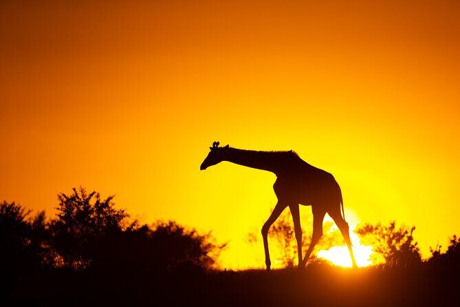 4 Days Safari from Mombasa to Amboseli and Tsavo West and East - Getting rolling from Mombasa at 6:00 AM with pickup that keeps it easy