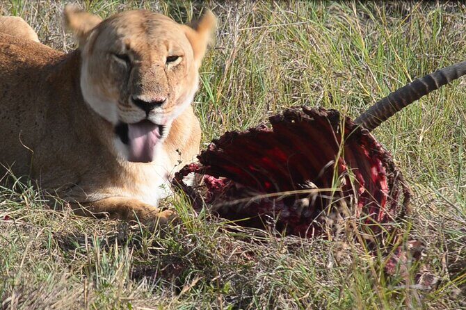 4 Days Safari Lake Nakuru NP Naivasha and Masai Mara - Key highlights to know before you go