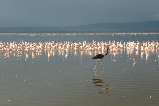 4 Days Safari to Lake Nakuru N/P and Maasai Mara N/R - Lake Nakuru day: Rift Valley stops, then rhinos and flamingos at sunset