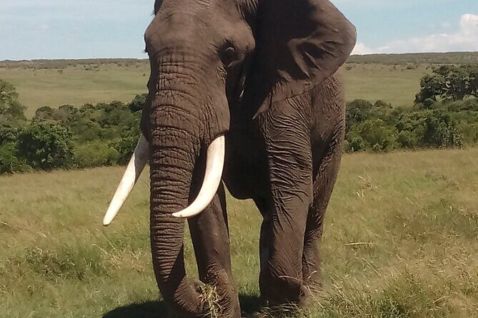 4 Days Safari to Lake Nakuru N/P and Maasai Mara N/R - Day four: sunrise chances, drive back to Nairobi, and Karen Blixen’s Coffee House