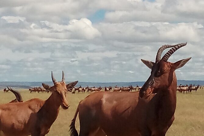 4 Days Safari to Lake Nakuru N/P and Maasai Mara N/R - Price and logistics: why $1,600 can feel fair (or not)
