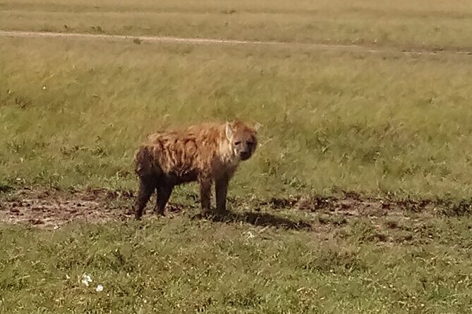 4 Days Safari to Lake Nakuru N/P and Maasai Mara N/R - Guide quality: private driving, real spotting, and familiar names