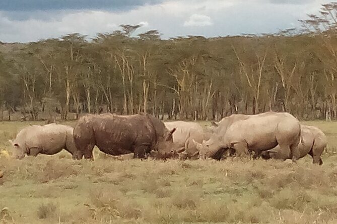 4 Days Safari to Lake Nakuru N/P and Maasai Mara N/R - Who this safari fits best (and who should think twice)