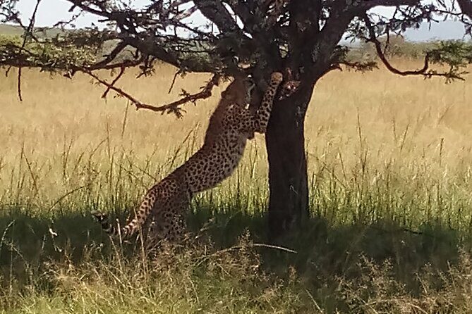 4 Days Safari to Lake Nakuru N/P and Maasai Mara N/R - Maasai Mara day two: early predator time and Mara Sekenani check-in