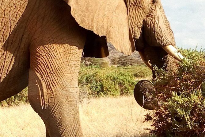 4-days safari: Tsavo east, west and Amboseli national parks - Who this safari fits best (and who should pick a different style)