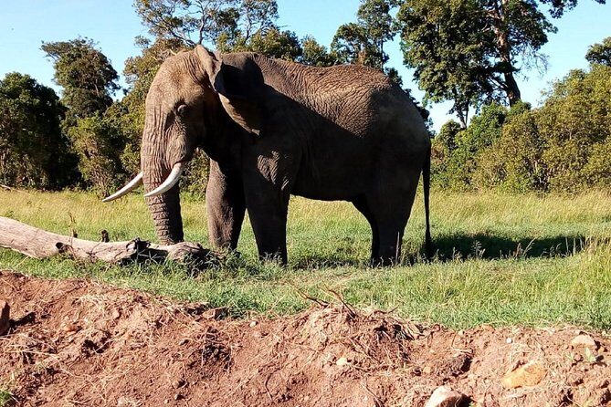 4-days safari: Tsavo east, west and Amboseli national parks - Tsavo West and Mzima Springs: Elephants at the waterline and Kilimanjaro in the distance