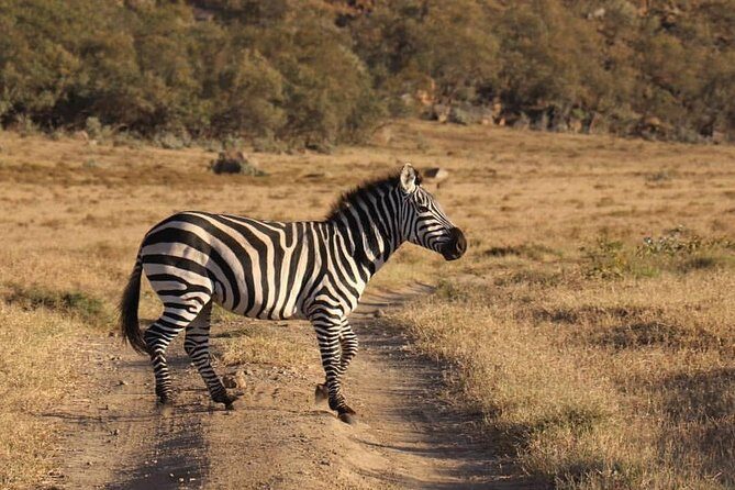 4 Days Small Group Maasai Mara and Lake Nakuru Safari - Maasai Mara and Lake Nakuru in 4 Days: Why This Combo Works