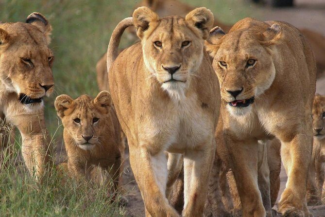 4 Days Small Group Maasai Mara and Lake Nakuru Safari - Day 1 in Maasai Mara: Arrival, Check-In, and Evening Game Drive