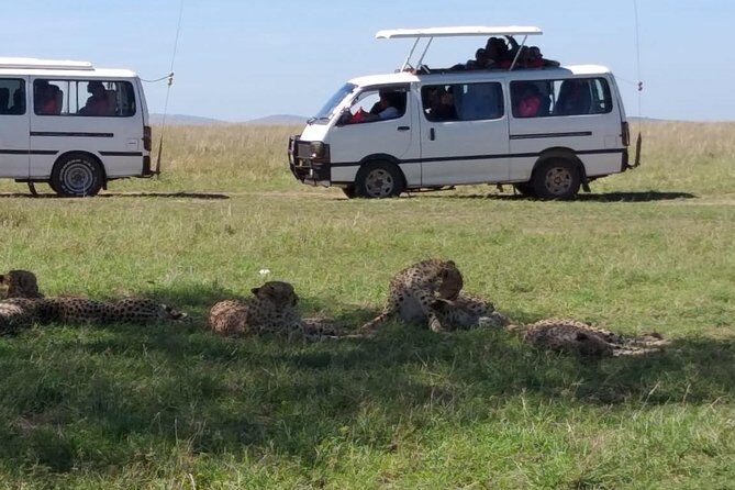 4 Days Small Group Maasai Mara and Lake Nakuru Safari - Day 3: Drive to Nakuru and a Wildlife/Bird Focus Day