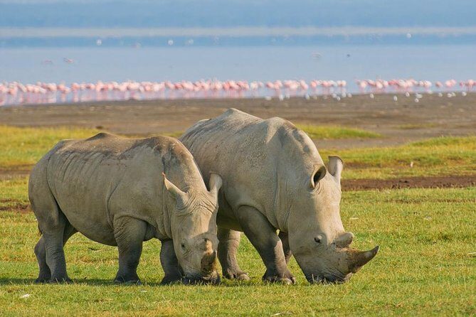 4 Days Small Group Maasai Mara and Lake Nakuru Safari - Day 4: Lake Nakuru White Rhinos, Flamingo Chances, and Makalia Waterfalls