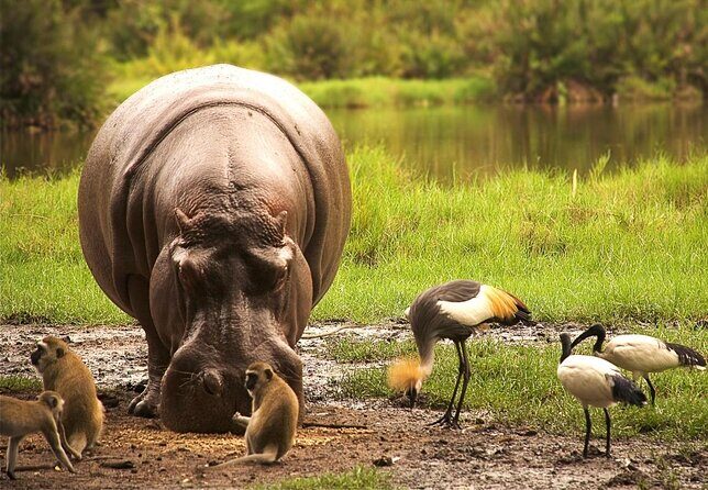 4 Days Tsavo West, Amboseli and Tsavo East National Park Safari - Key safari highlights