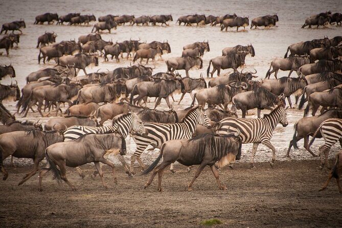 4 Days Tsavo West, Amboseli and Tsavo East National Park Safari - Tsavo West, Amboseli, and Tsavo East in Four Days: the big idea