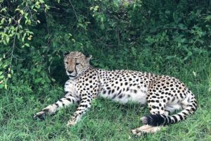 4day Maasai Mara, Lake Nakuru, and Lake Naivasha - Maasai Mara game drives: where the Big Five stories start