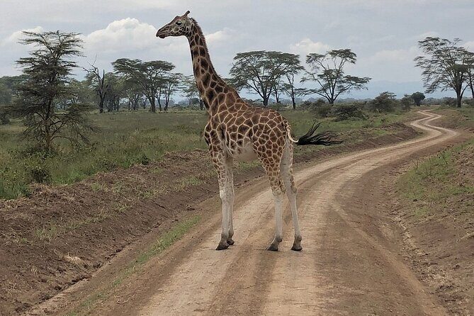 4day Maasai Mara, Lake Nakuru, and Lake Naivasha - Price and value: what $1,750 buys (and what it doesn’t)