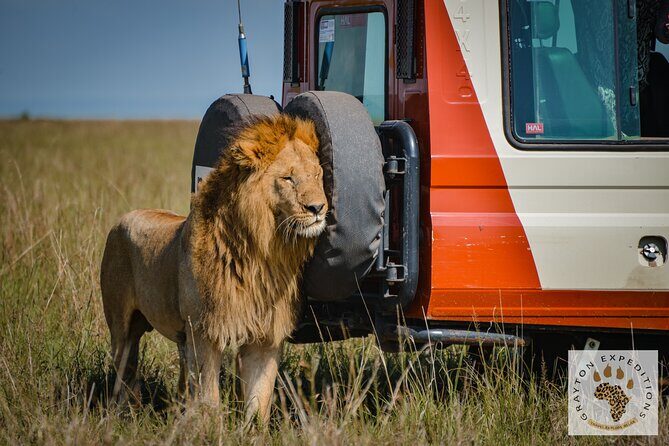 5-Day 4 Nights Masai Mara-L Nakuru-Hell's Gate Budget Safari - Masai Mara game drives: pop-up roof, Mara River chances, and lion time