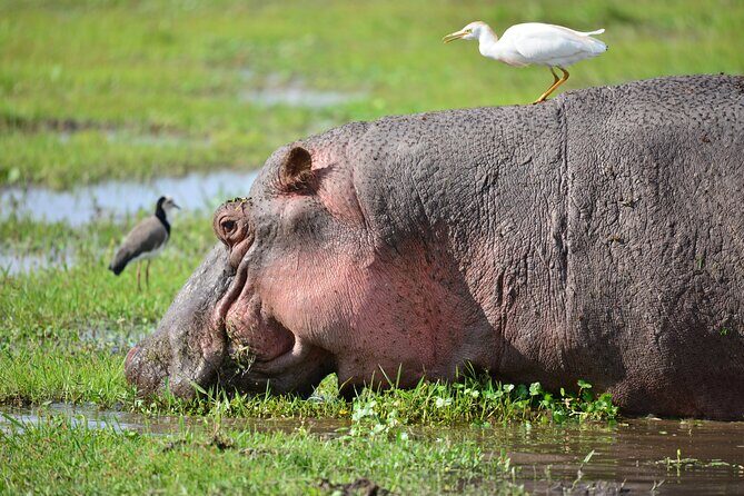 5-Day 4 Nights Masai Mara-L Nakuru-Hell's Gate Budget Safari - Lake Nakuru: flamingo country, rhinos on purpose, and wildlife patterns