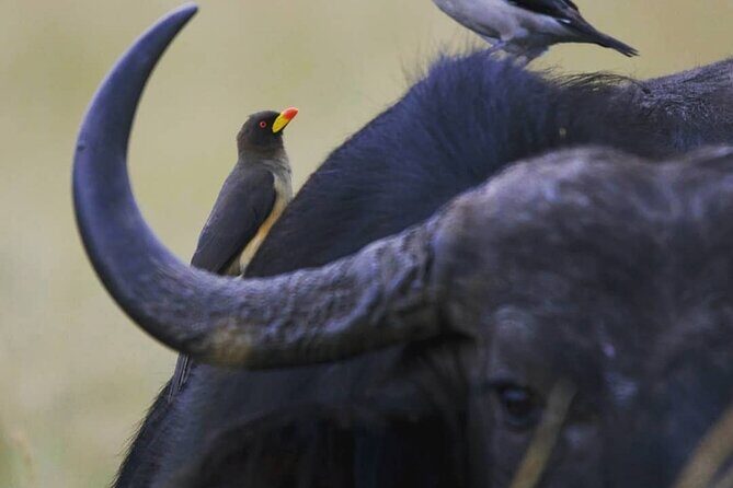 5-Day Lakes and Masai Mara Plains 4 x 4 Safari - Optional Maasai village and hot-air balloon add-ons: easy to say yes or no