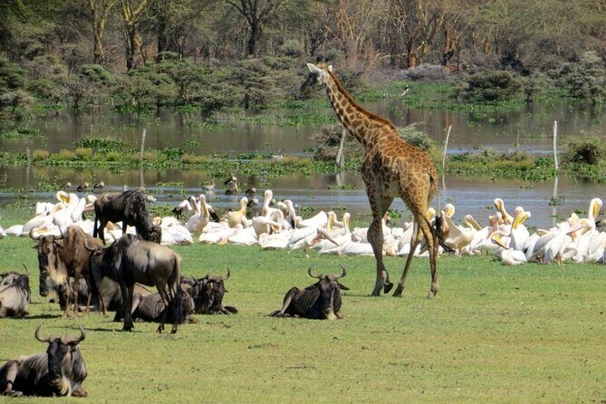 5-Day Masai Mara Lake Nakuru and Naivasha Small-group Safari Tour - Who this 5-day joining safari fits best