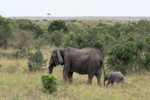 5-Day Masai Mara Lake Nakuru and Naivasha Small-group Safari Tour - Day 1: Nairobi to Maasai Mara with a Rift Valley viewpoint and picnic drive