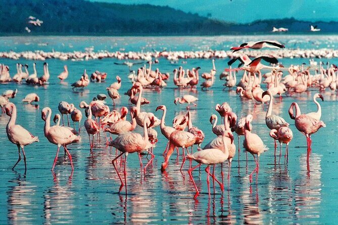 5-Day Masai Mara Lake Nakuru and Naivasha Small-group Safari Tour - Day 3: Lake Nakuru National Park for flamingos, rhino, and a possible Maasai village stop