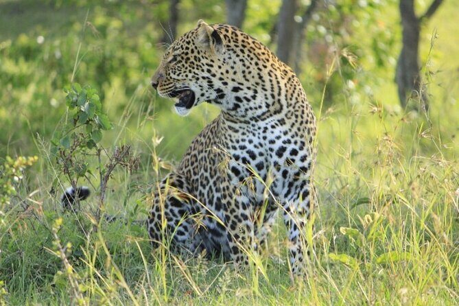 5-Day Masai Mara Lake Nakuru and Naivasha Small-group Safari Tour - Day 4: Lake Nakuru birding morning, then Naivasha and Dove Nest Lodge