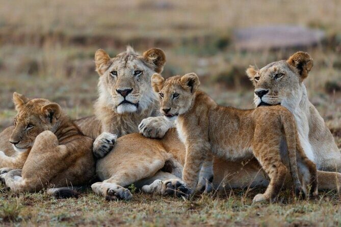 5-Day Masai Mara Lake Nakuru and Naivasha Small-group Safari Tour - The real trade-off: long drives and basic comfort