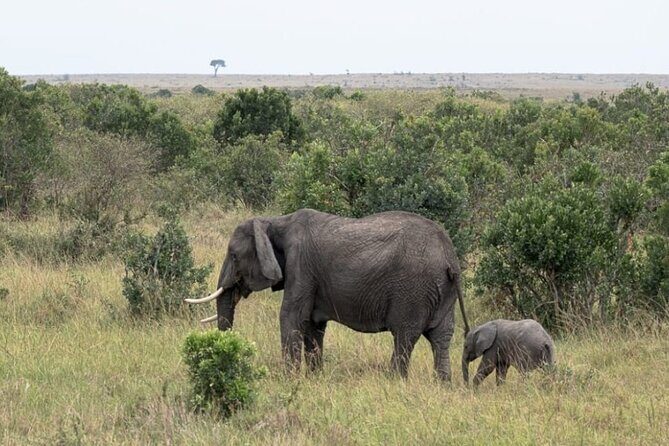 5-Day Masai Mara Lake Nakuru and Naivasha Small-group Safari Tour - Day 1: Nairobi to Maasai Mara with a Rift Valley viewpoint and picnic drive