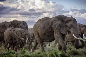 5-Day Safari Tour in 3 National Parks - Tsavo West and the Rhino Sanctuary: rugged savanna plus a conservation stop