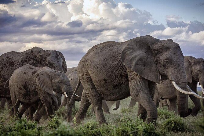 5-Day Safari Tour in 3 National Parks - Tsavo West and the Rhino Sanctuary: rugged savanna plus a conservation stop