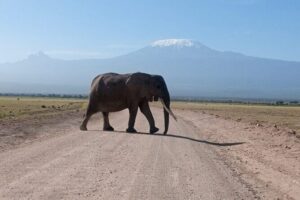 5 Days Lake Naivasha, Lake Nakuru, & Masai Mara - Getting started in Nairobi: pickup and a proper safari rhythm