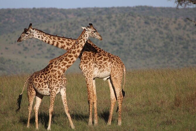 5 Days Lake Naivasha, Lake Nakuru, & Masai Mara - Your final Mara morning: the last game drive before Nairobi