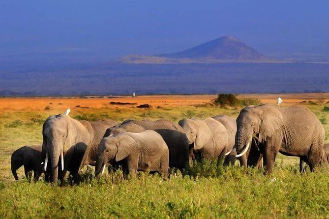 5 Days Maasai mara, Lake Nakuru, samburu private lodge safari - Maasai Mara Day Drives: big cats, the Mara River, and real migration energy