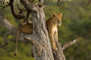 5 Days Magical Kenya Safari Private Tour - Day 1: Ol Pejeta Conservancy and Sweetwaters Serena’s easy start