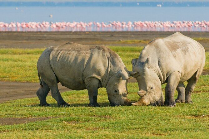 5 Days Masai Mara, Lake Nakuru & Naivasha Budget Joining Safari - Why this Rift Valley + Mara combo makes sense