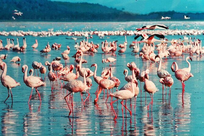 5 Days Masai Mara, Lake Nakuru & Naivasha Budget Joining Safari - Price and what you’re really paying for at $810