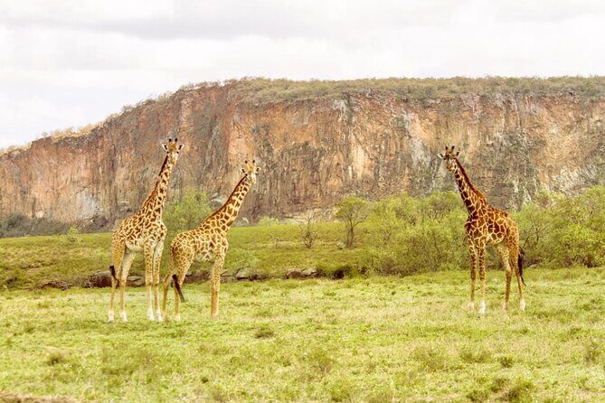 5 Days Masai Mara, Lake Nakuru & Naivasha Budget Joining Safari - Nairobi pickup and the start of your safari day