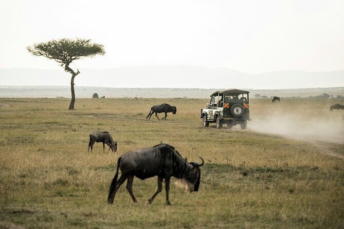 5 Days of Kenyan Magic: A Whirlwind Safari Adventure - Group Size, Comfort, and the Safari Pace (Small-Group Advantage)