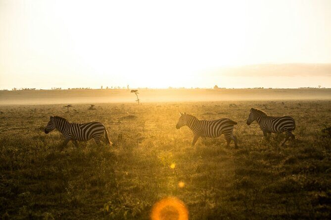 5 Days of Kenyan Magic: A Whirlwind Safari Adventure - What Dream Voyage Safaris Does Well (Based on Real Feedback)